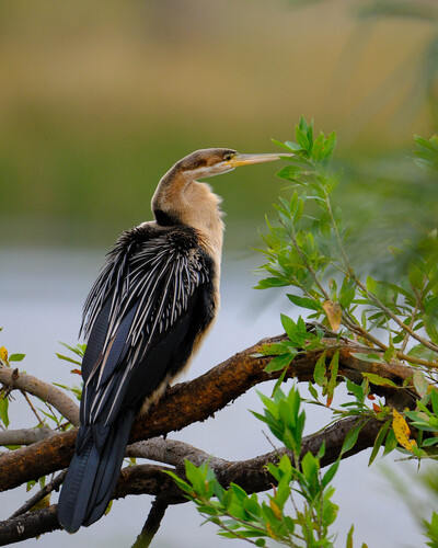 iNaturalist image