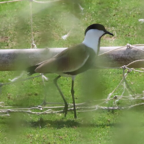 iNaturalist image