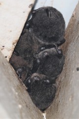 Myotis macropus