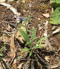 (c) zebedeugalinha, some rights reserved (CC BY) Echium tuberculatum, photograph (c) zebedeugalinha, some rights reserved (CC BY)