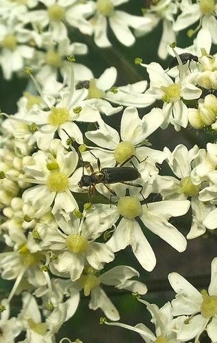common grammoptera