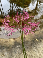 Nerine filifolia