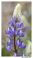 Lupinus benthamii