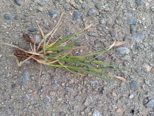 hairy sedge