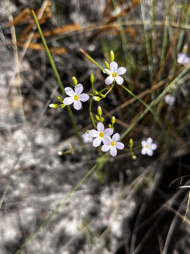Curtia tenuifolia, 2026-05-30