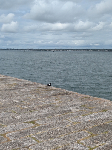 Black Guillemot