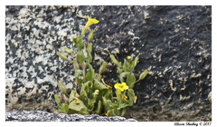 Erythranthe floribunda