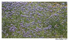 Phacelia tanacetifolia