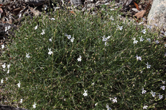 Lithotoma anethifolia