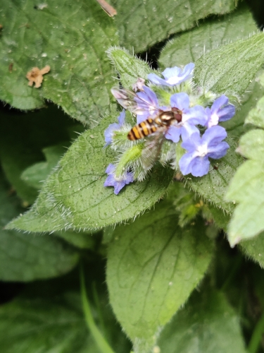 Marmalade Hover Fly