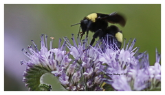 Bombus crotchii