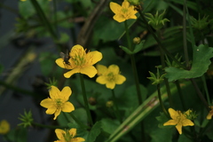 Caltha palustris membranacea