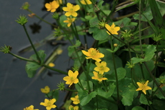 Caltha palustris membranacea