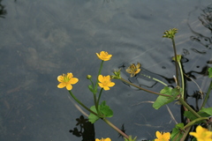 Caltha palustris membranacea
