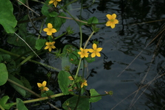Caltha palustris membranacea