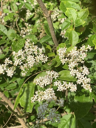 Chinese privet
