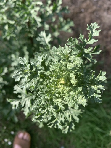 ragwort