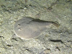 Finless Sleeper Ray photo 2