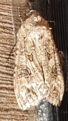 Anarta trifolii