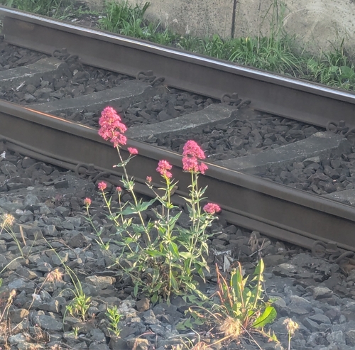 Red Valerian