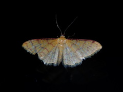 Idaea similinea