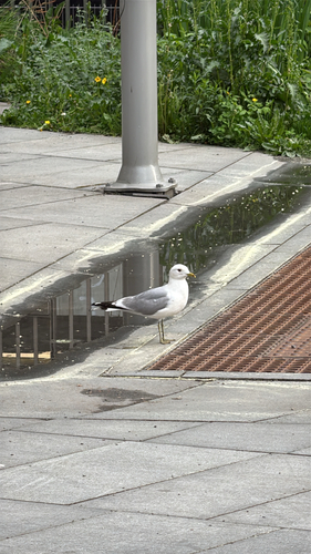 Common Gull