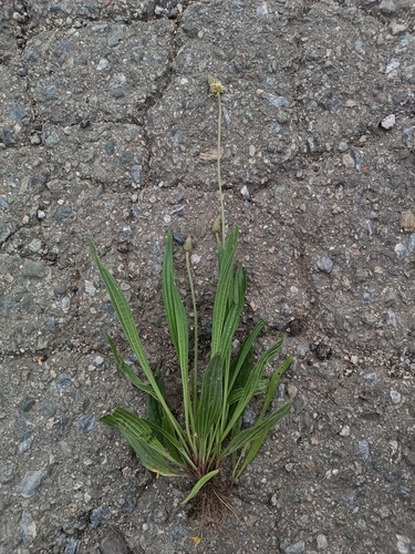 ribwort plantain