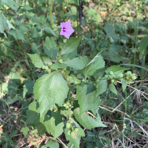 Ipomoea dichroa image