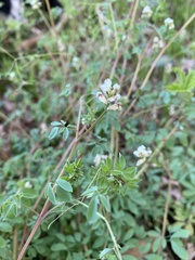 Ceratocapnos