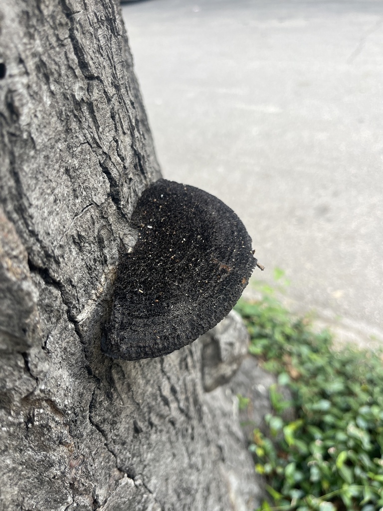 Hairy Hexagonia · May 2026 · photo: Photo: (c) Elliot Greiner, some rights reserved (CC BY) · iNaturalist