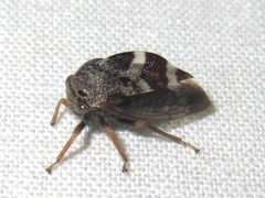 Cyrtolobus tuberosus