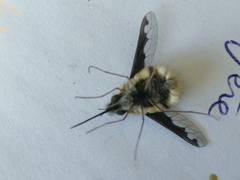 Bombylius major