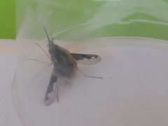 Bombylius major
