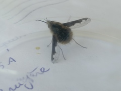 Bombylius major