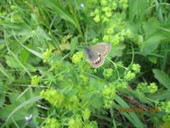 Coenonympha hero