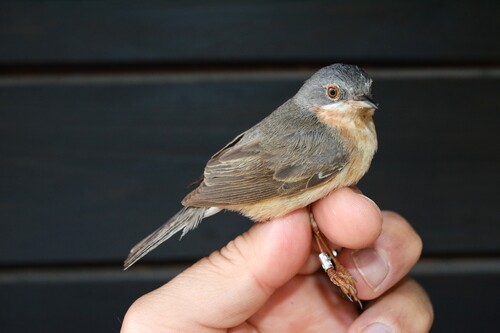 Western Subalpine Warbler