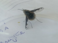 Bombylius major