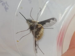 Bombylius major