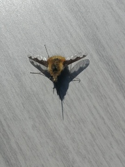 Bombylius major