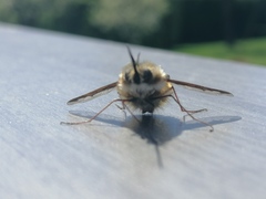 Bombylius major