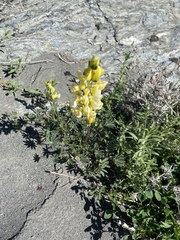 Lupinus luteolus