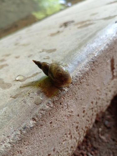 Great Pond Snail
