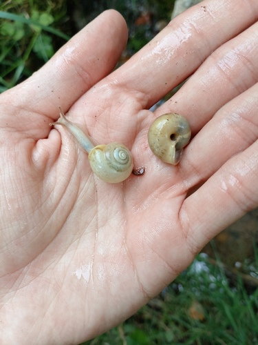 Bush snail