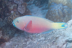 Chlorurus strongylocephalus