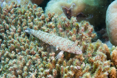 Parapercis millepunctata
