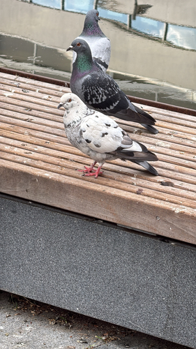 Feral Pigeon