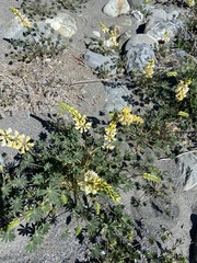 Lupinus luteolus