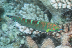 Halichoeres chrysotaenia