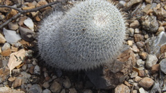 Mammillaria haageana