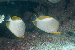 Chaetodon xanthocephalus